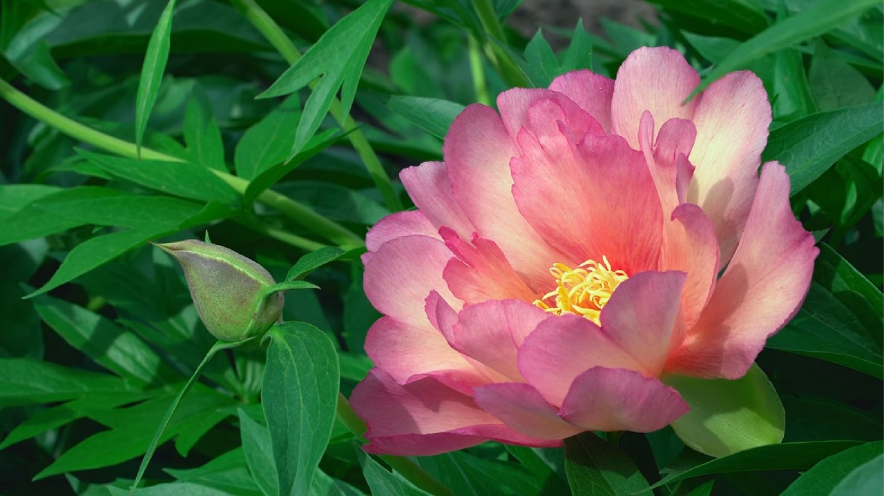 合肥锦绣花园最新房价动态与影响分析