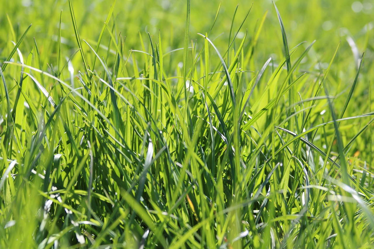 王中王一肖一特一中一澳,动态异文解析技术_能力增强版WG39.478