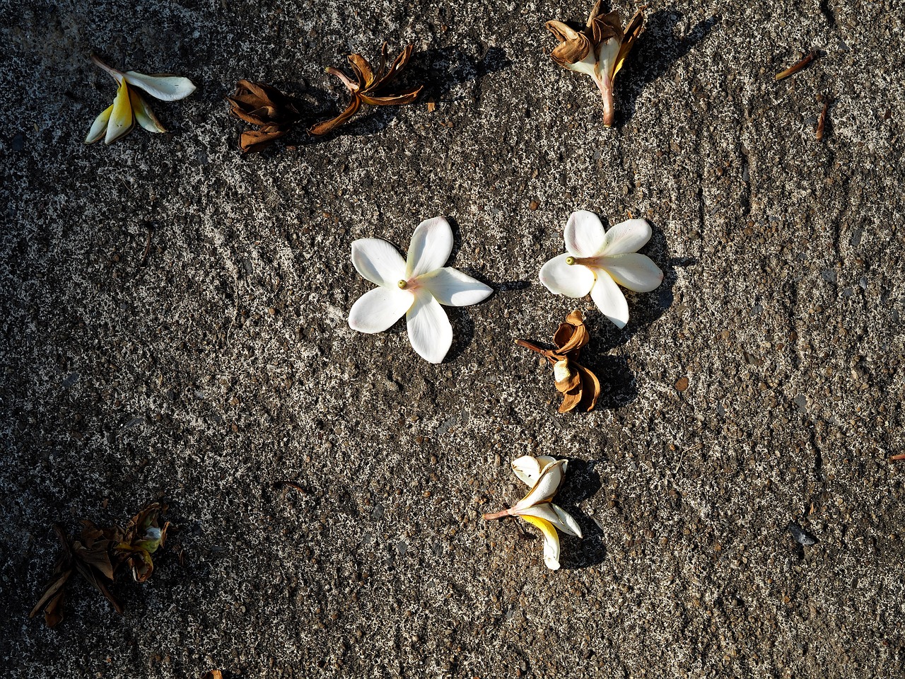 邱县马大姐最新动态更新消息揭秘!