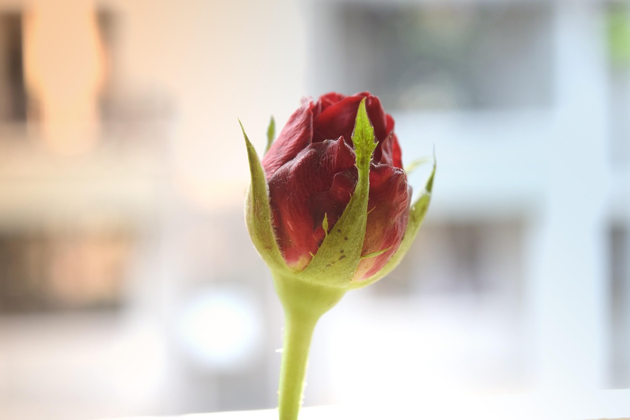 小庆太妈妈的最新生活动态与情感共鸣