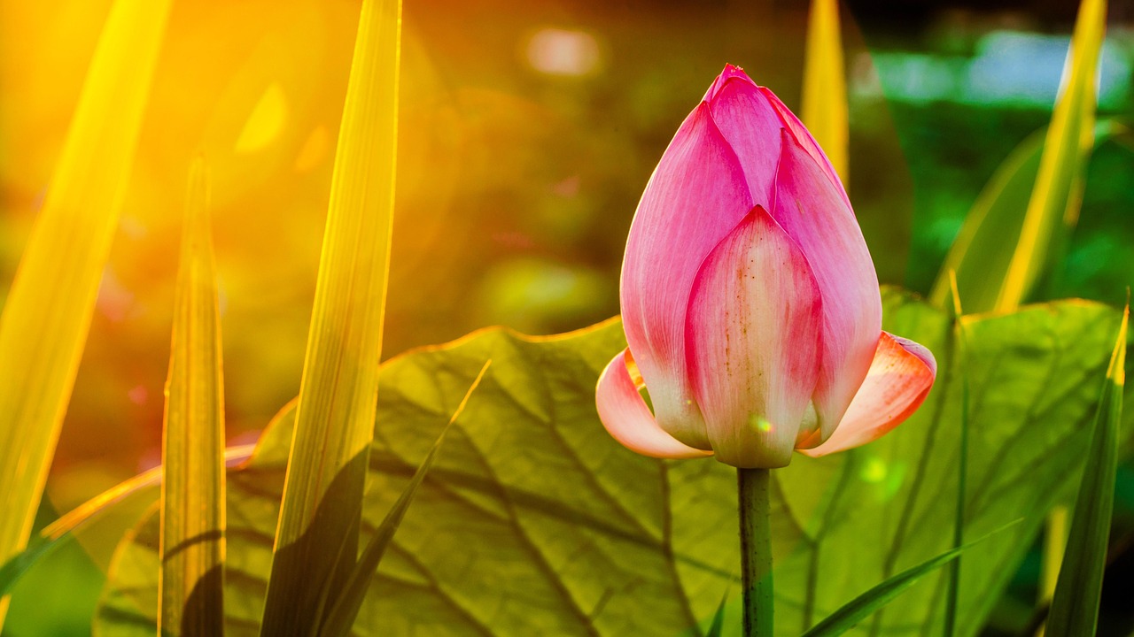 逆境中的希望曙光——花败季若曦最新章节