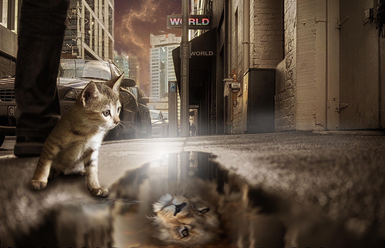 带猫的男生头像最新版,带猫的男生头像最新版，时尚与个性的完美结合