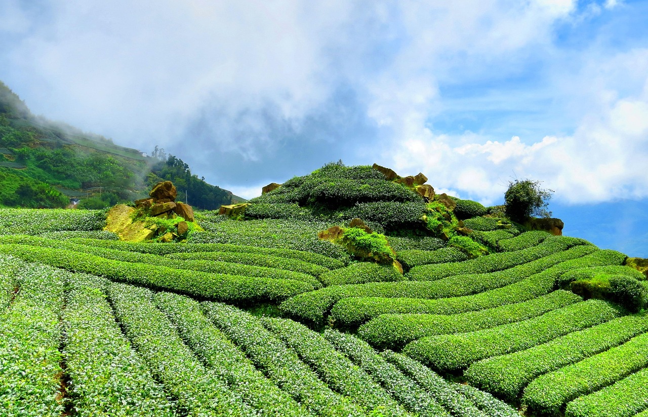 四月的茶香与茶叶上市公司的繁荣，机遇与挑战并存
